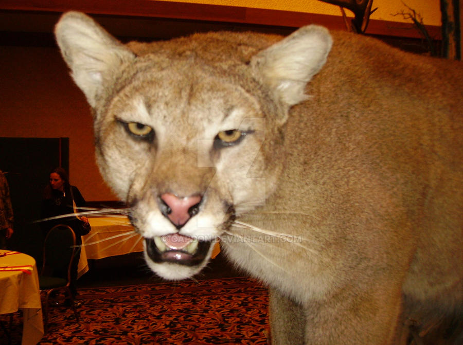 Stuffed 2 by CapDon on DeviantArt