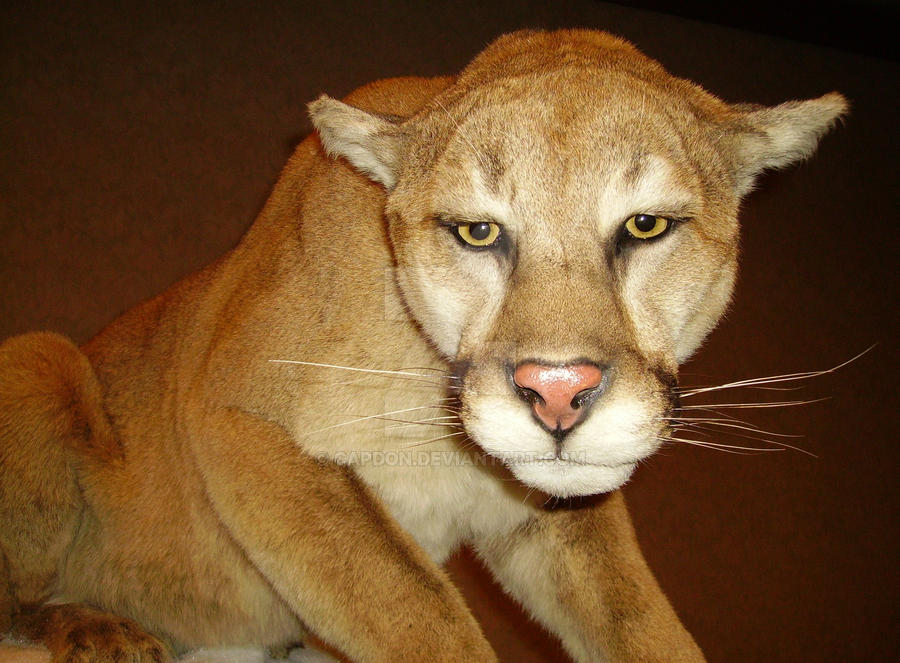 Stuffed 4 by CapDon on DeviantArt