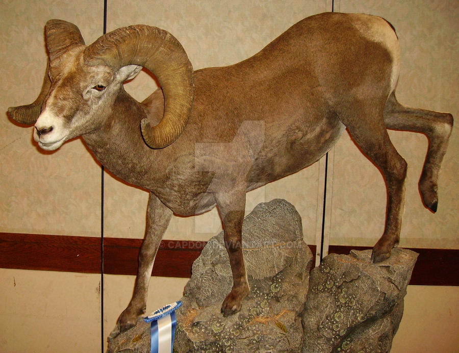 Goat on the rocks! by CapDon on DeviantArt