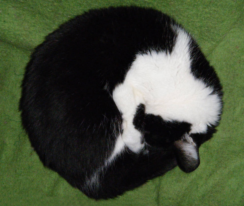 Yingyang Cat Jack by CapDon on DeviantArt