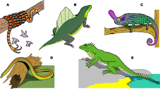Speculative Reptiles (III)