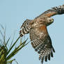 Red Shouldered Hawk Launch