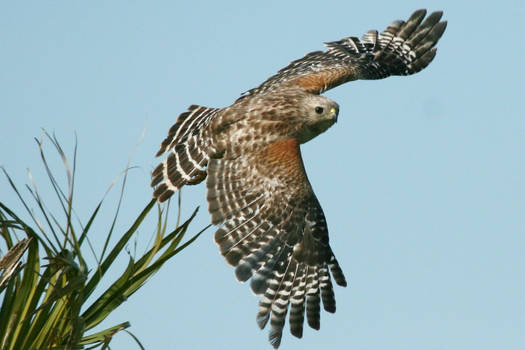 Red Shouldered Hawk Launch