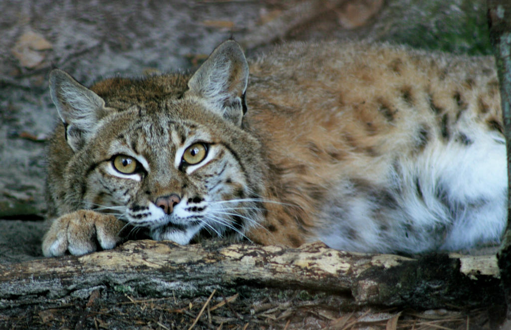 Lounging Bobcat