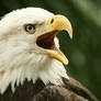Eagle Scream