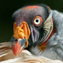 King Vulture headshot