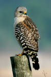 Red Shouldered Hawk on Fence2 by Kippenwolf