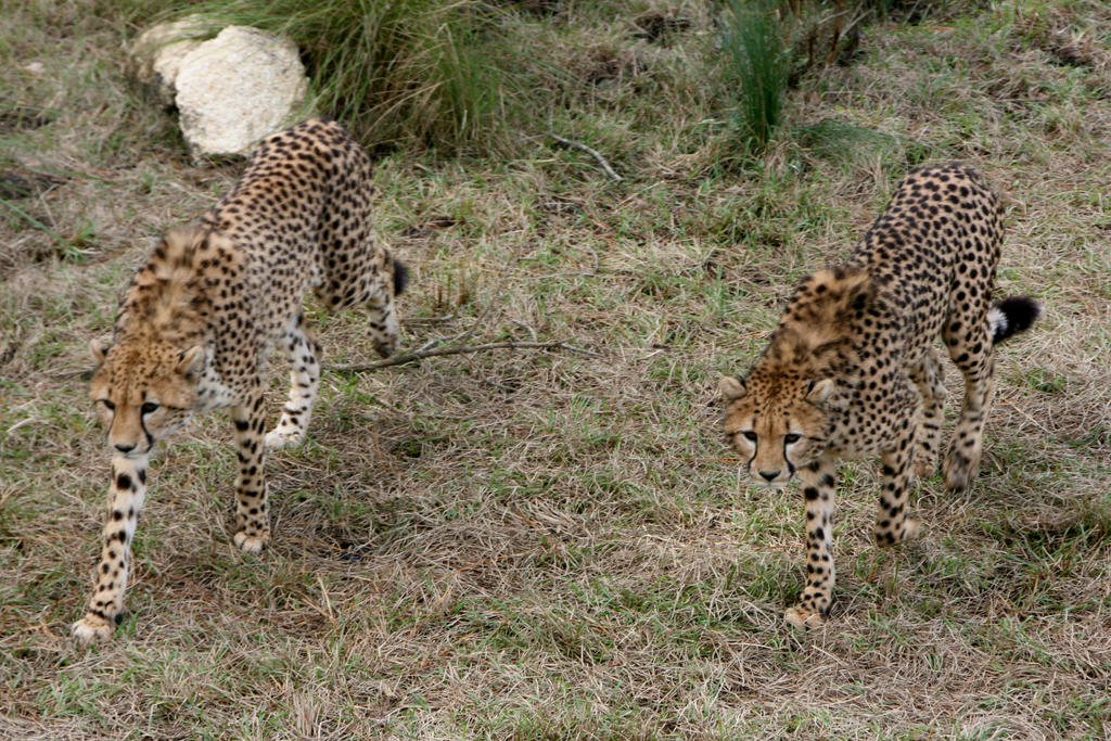 Prowling Cheetas