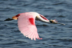 Spoonbill Flight 2