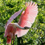 Spoonbill Landing Approach