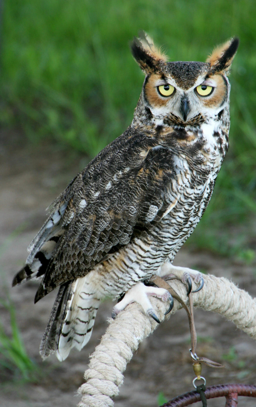 Perched Great Horned Owl