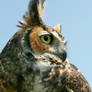 Great Horned Owl Profile