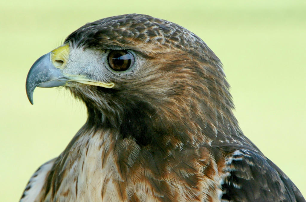 Red Tailed Hawk Bust