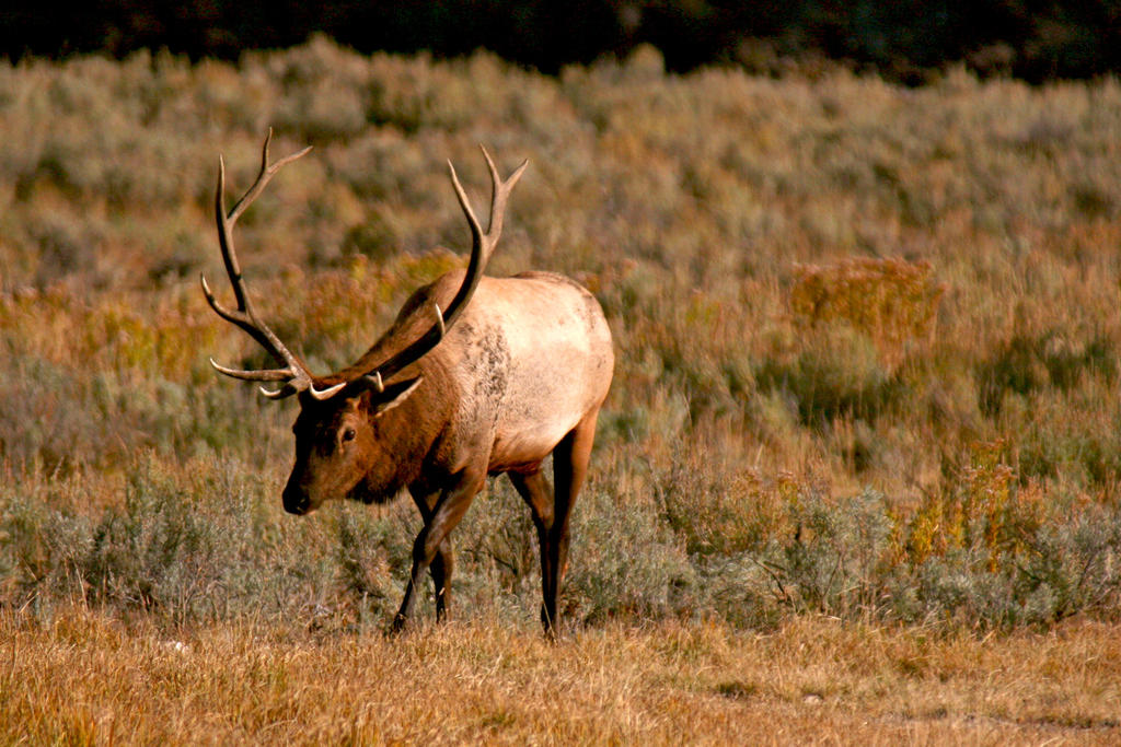 Walking Yellwostone Bull Elk