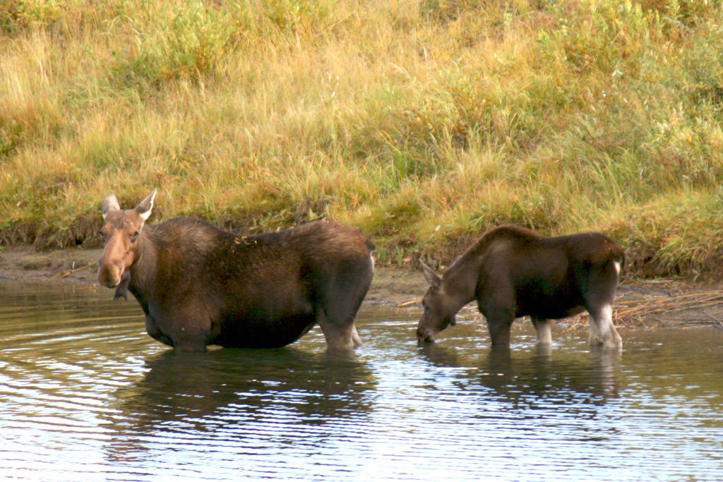 Wading mama Moose and Calf