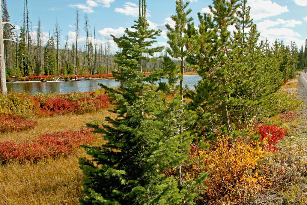River Bank Color Yellowstone Riverbank Colors by Kippenwolf on DeviantArt