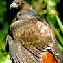 Red Tail Display