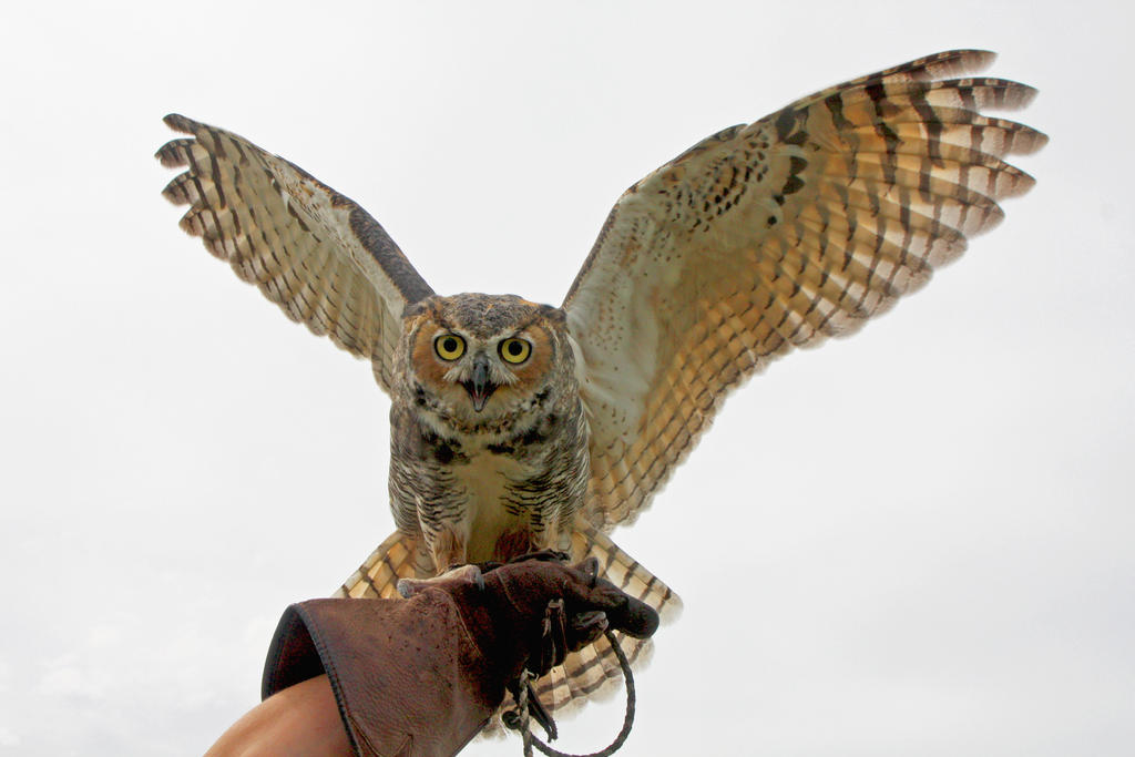 Great Horned Owl Wing Display