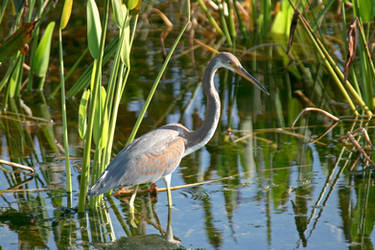 Wading VW Tricolor Heron