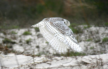 Arctic Snowy Owl in Flight