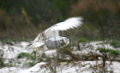 Look at the Size of this Arctic Snowy Owl's Feet