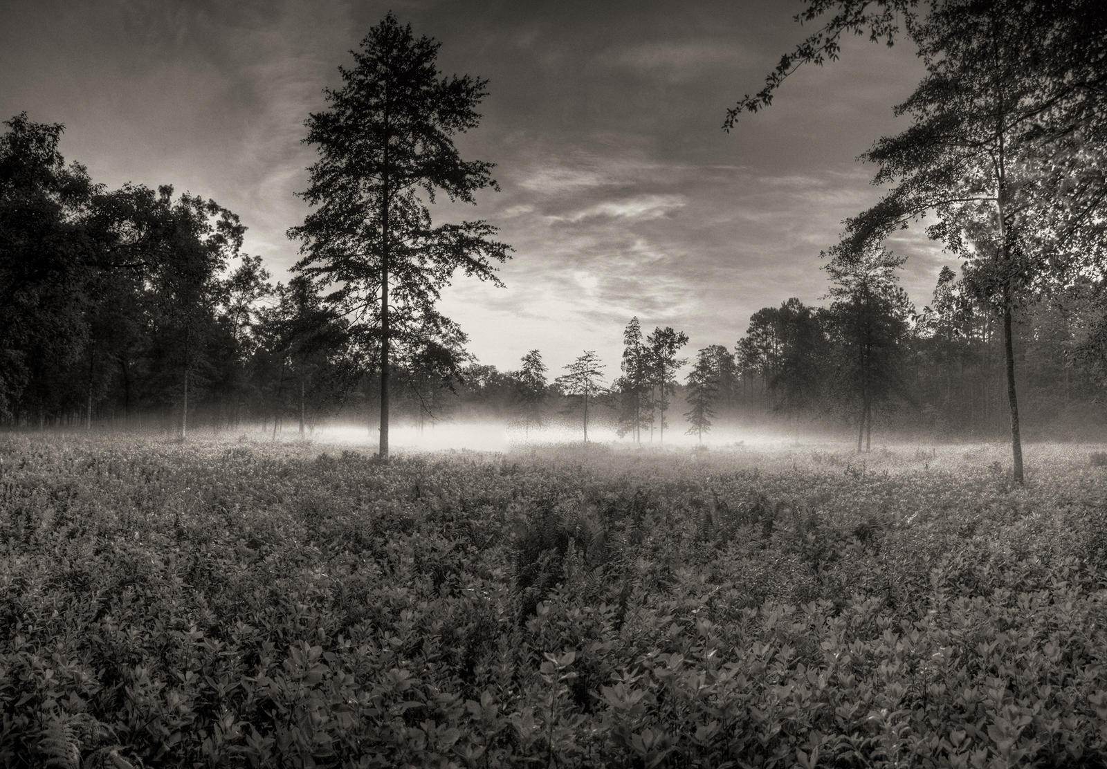 Foggy Glade, Early Morning