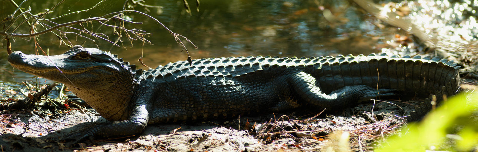 Wild Alligator