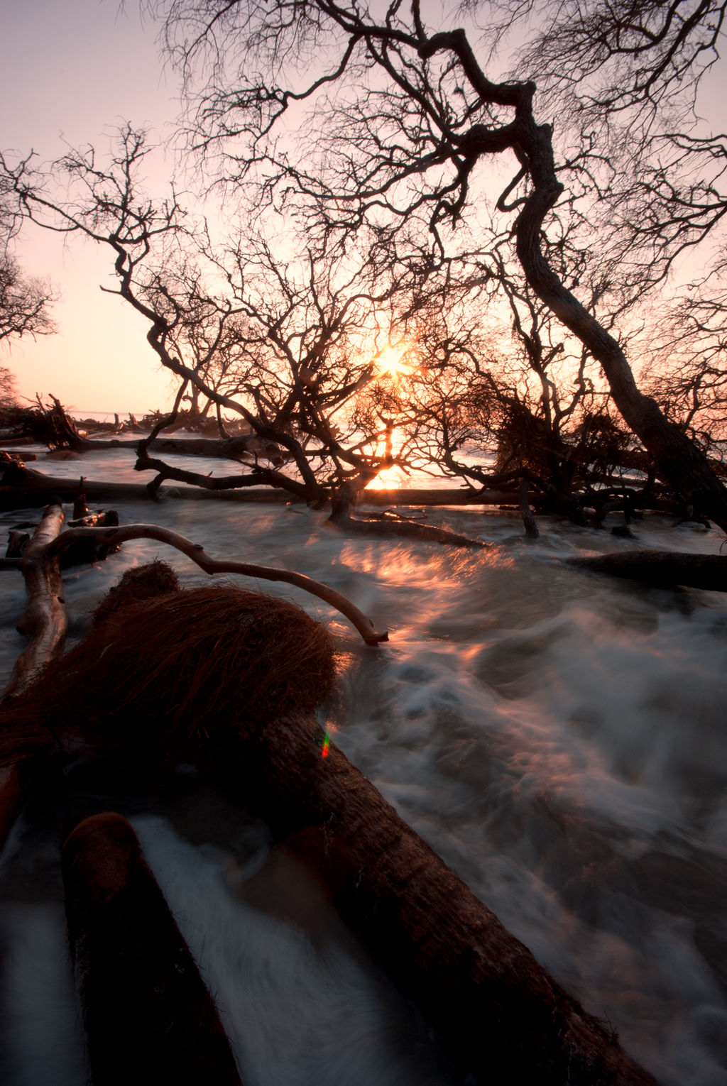 Sunrise on a Fallen Forest