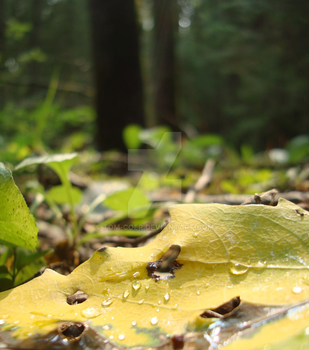 first steps fall by Tom-Coer on DeviantArt