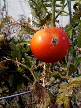 Garden Tomato I