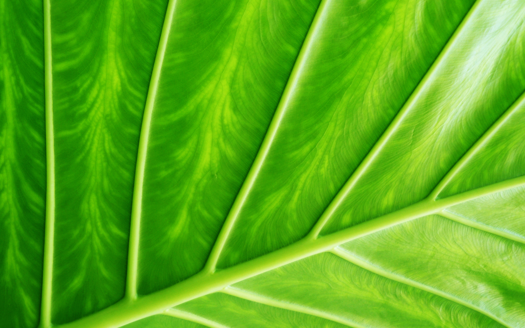 Leaf it Green