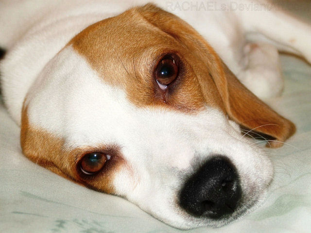 SassyBelle Beagle