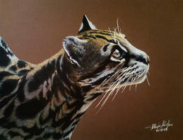 Colored Pencil Ocelot