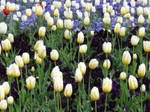 Tulips 2 by AquilaFelis