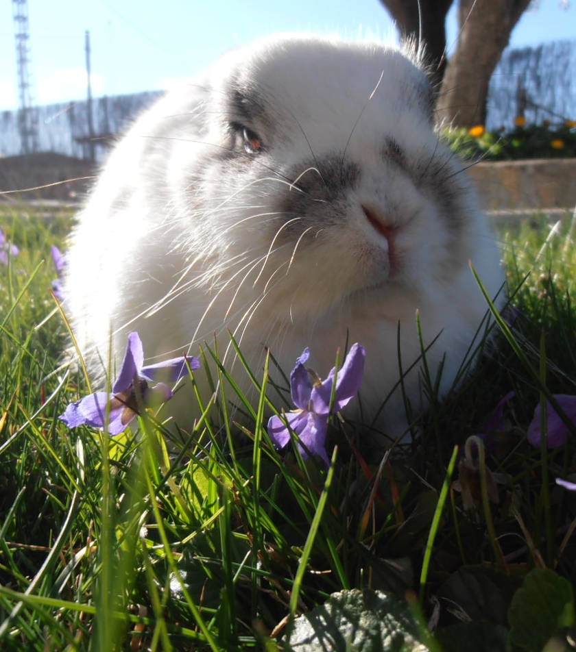 Mrs.bunny angry by teimporta on DeviantArt