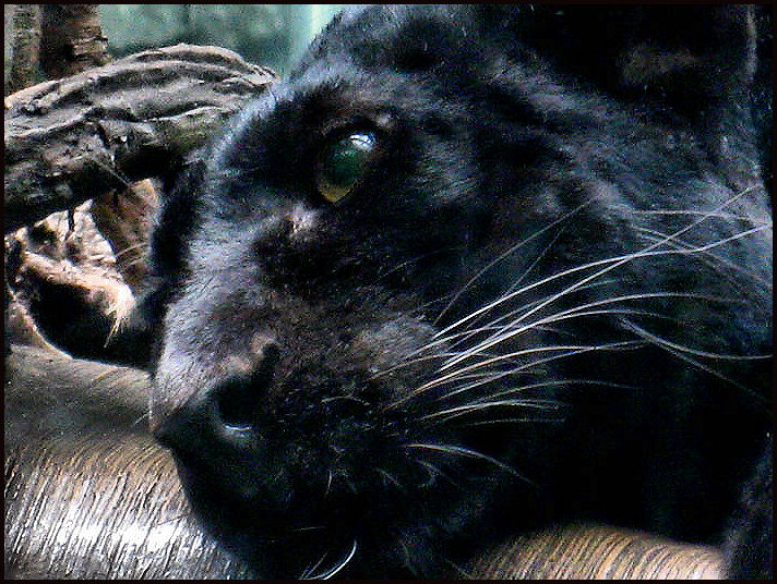 Black Leopard Stare