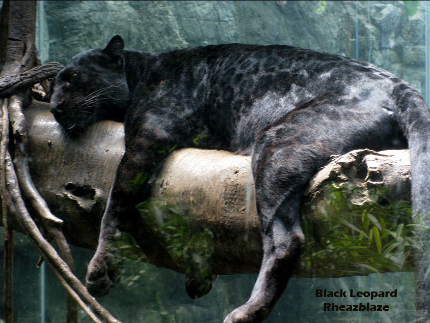 Black Leopard