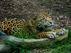 Stretching by FicktionPhotography