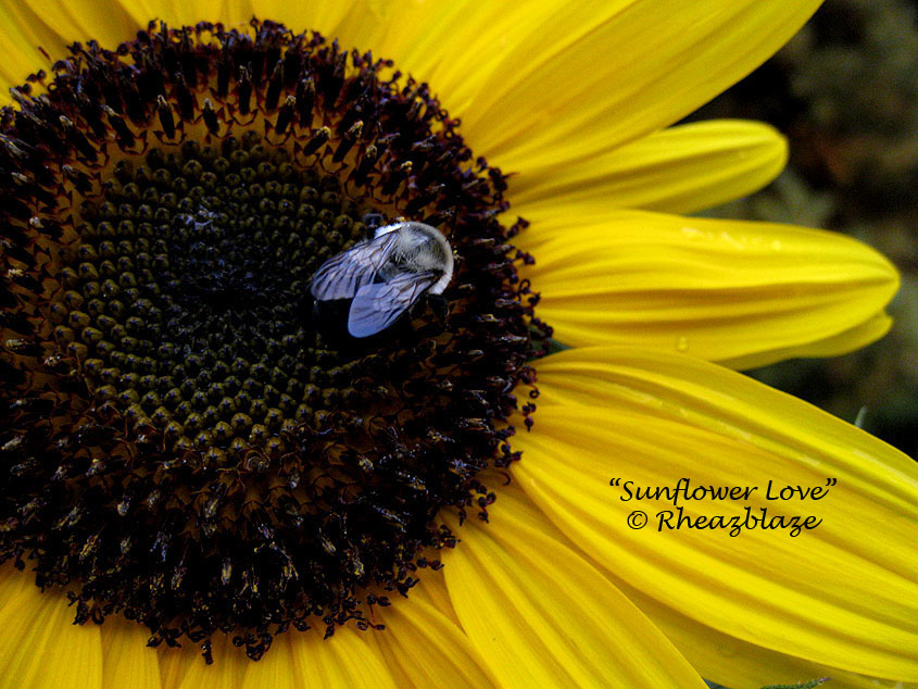 Sunflower Love