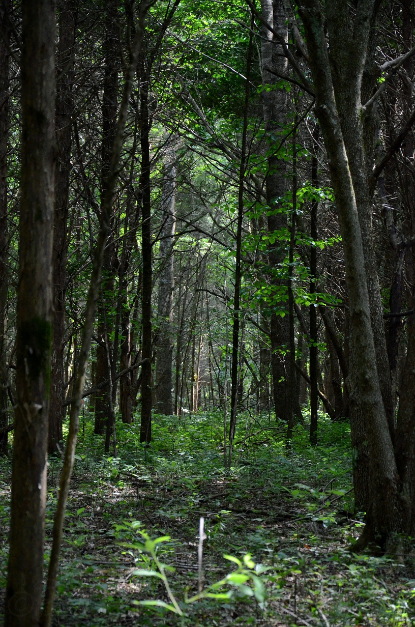 Natural Path Through the Trees