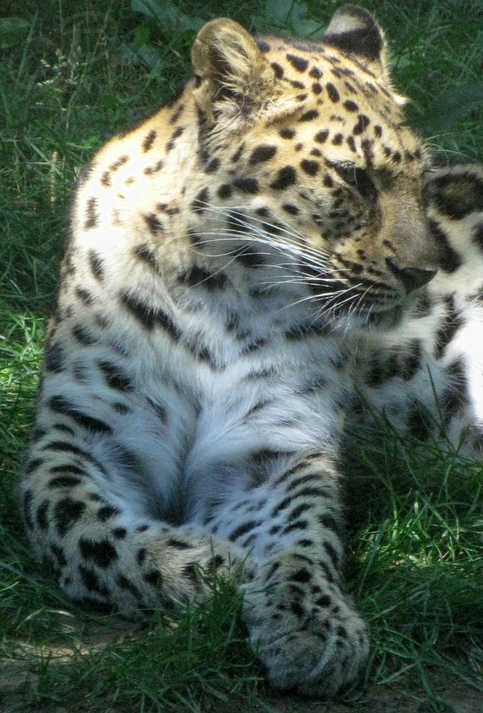 Relaxing Amur Leopard