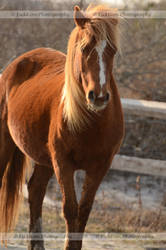 Brown Beauty