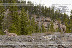 Alberta Backdrops for Bighorns