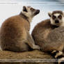 Ring Tailed Lemurs