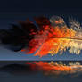Feather of fire