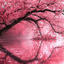 Blossoms arching like dreams in bloom