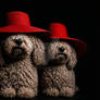 Side by side, in playful disguise