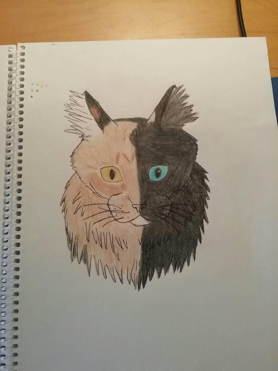 Cat for a Friend