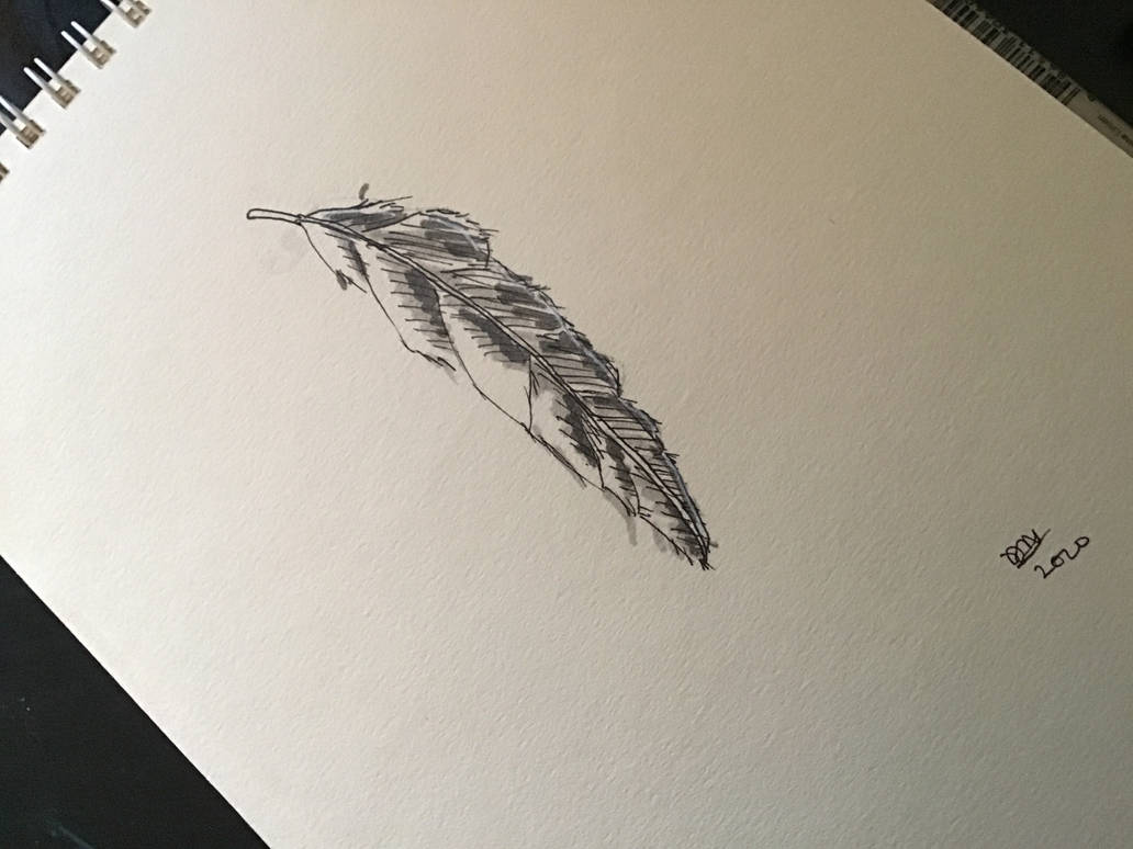 Bird Falling Deviantart feather falling by ElBartoArt on DeviantArt