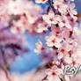 Focused Cherry Blossom